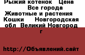 Рыжий котенок › Цена ­ 1 - Все города Животные и растения » Кошки   . Новгородская обл.,Великий Новгород г.